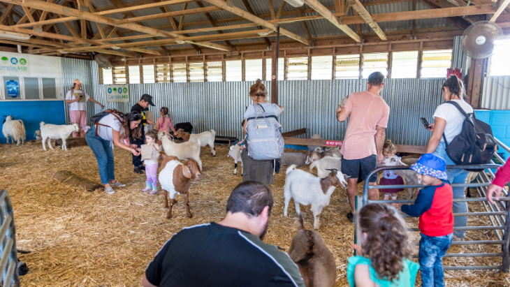 Calmsley Hill City Farm