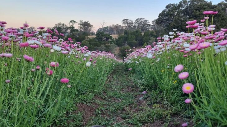 Daisies at Glenbernie