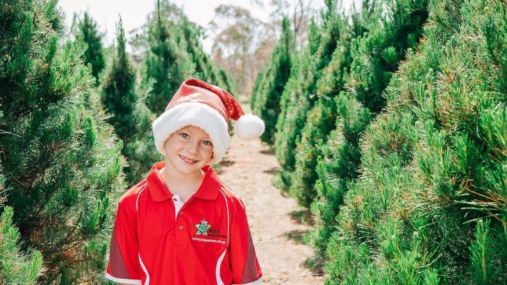 Real Christmas trees in Sydney