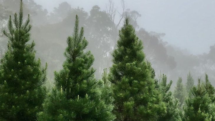 Real Christmas trees in Sydney