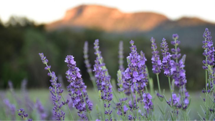 Hunter Lavender Farm