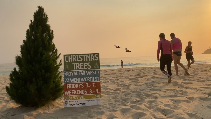 Real Christmas trees in Sydney