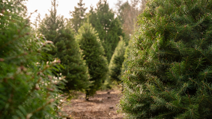 Real Christmas trees in Sydney