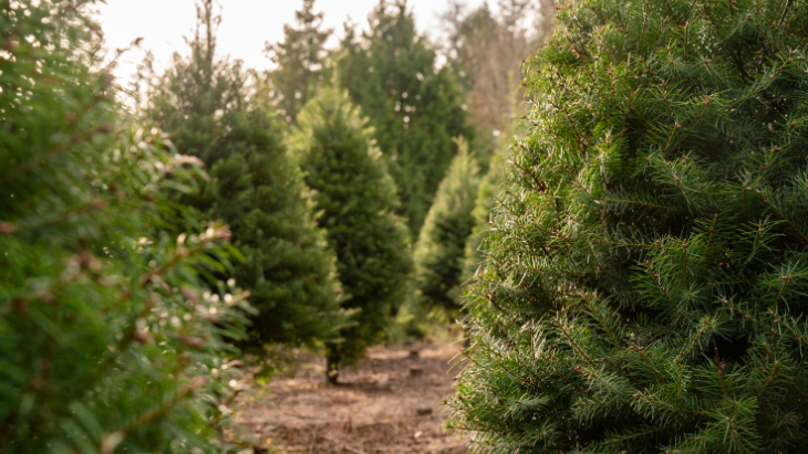 Christmas tree farms in Sydney