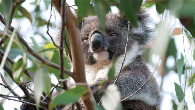 Koala in a tree