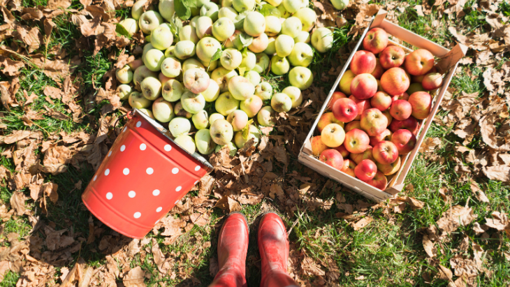 Baskets of apples from fruit picking