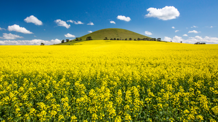 NSW Canola Trails