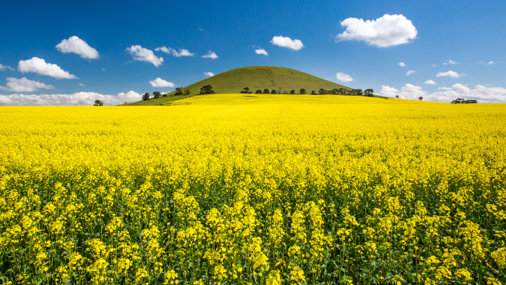 Canola Trails