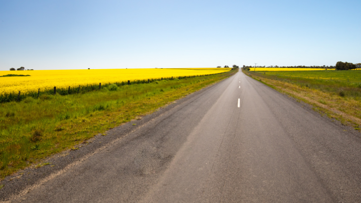 Canola fields