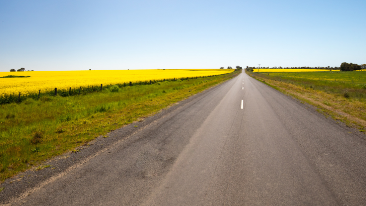 Canola fields 