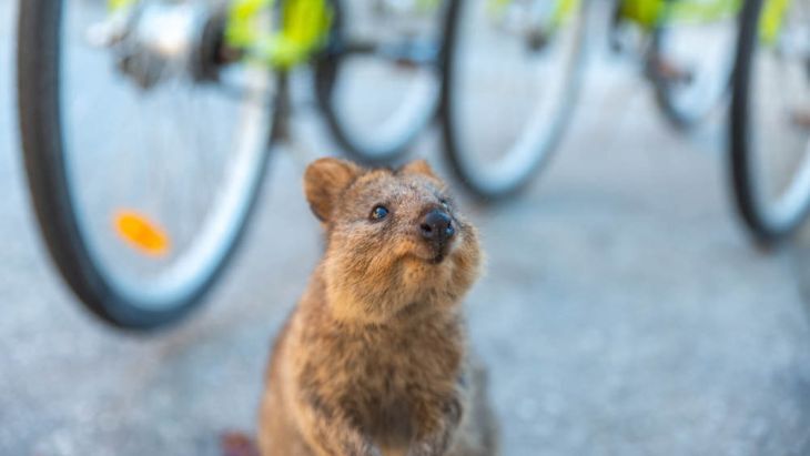 Selfie with a Quokka