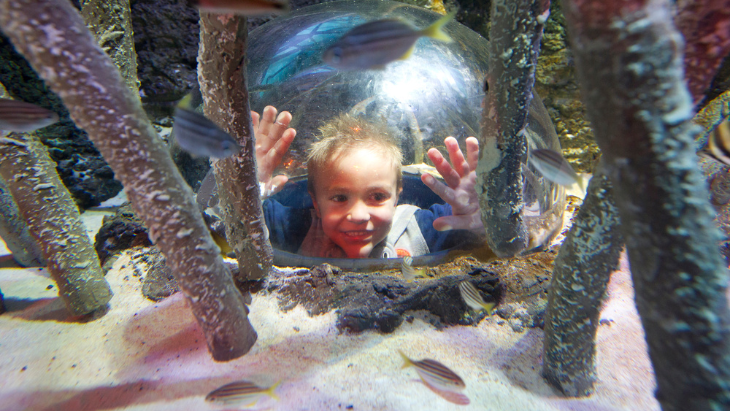 Sea Life
