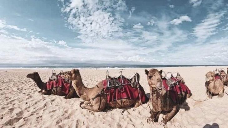 Port Macquarie Camels