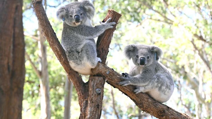 Koala Hospital