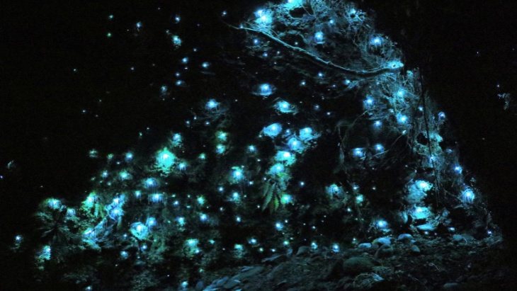 Glow worm tunnels near Sydney