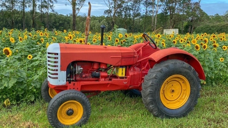 Sunflower picking in Sydney