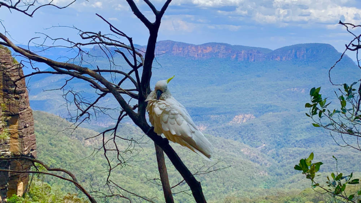 Things to do in the Blue Mountains