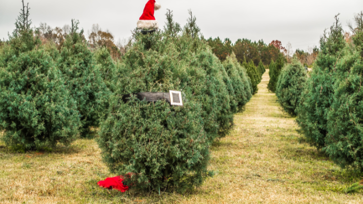 Forrest Green Christmas Trees