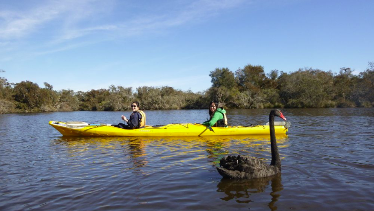 Swan River Guided Kayak Tour - Half Day