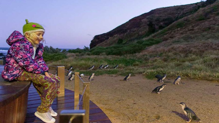 Penguin Parade at Phillip Island