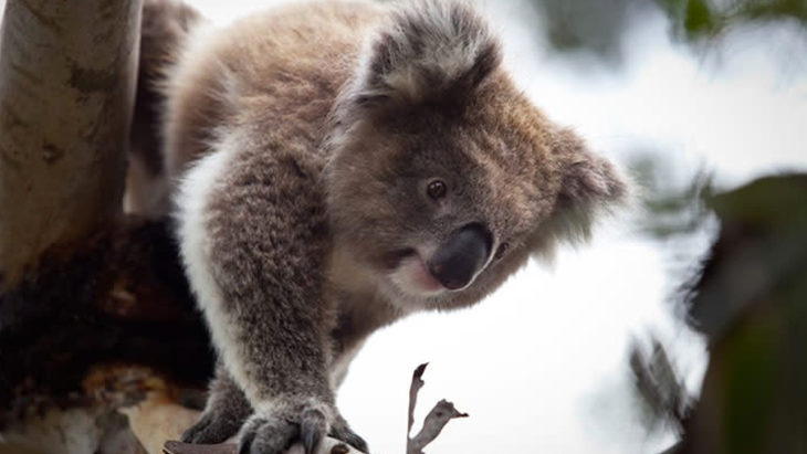 Koala Conservation Reserve