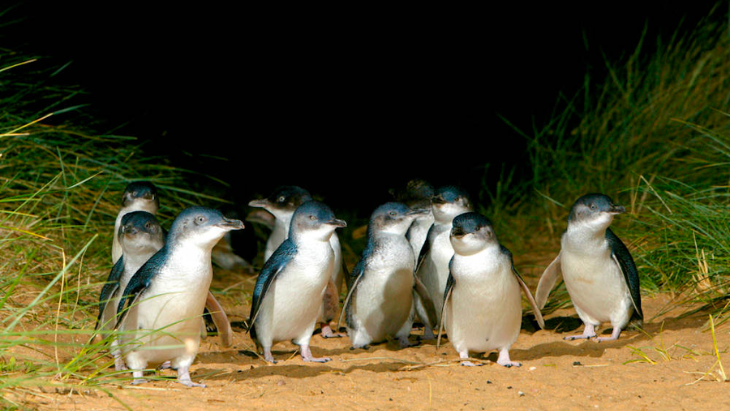 Phillip Island Day Tour