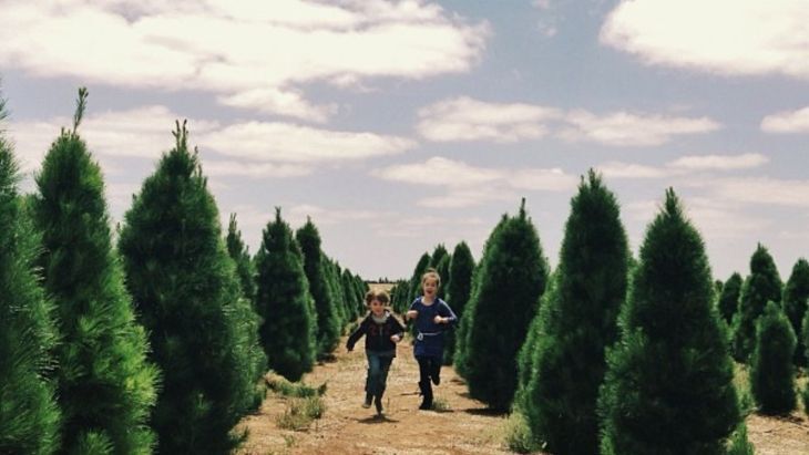 Melbourne Christmas Tree Farm