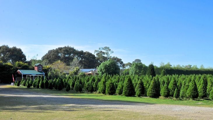 Somerville and Peninsula Christmas Tree Farm