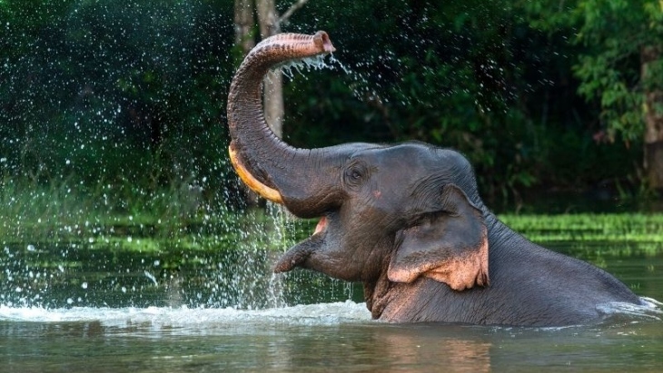 Elephant splashing in water