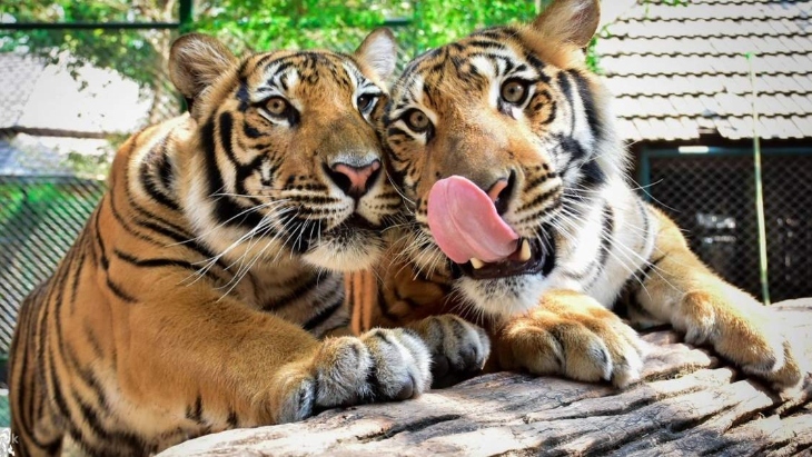 Tiger Kingdom