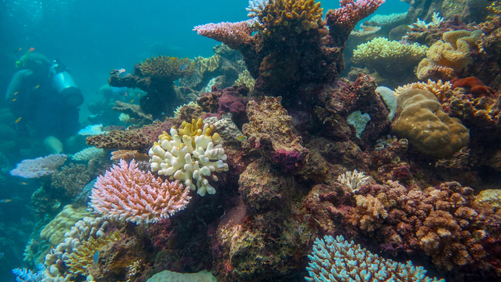 What's on in Cairns - the reef 