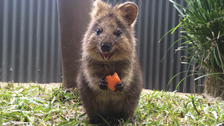 Koala Gardens