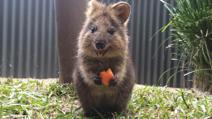 Koala Gardens 