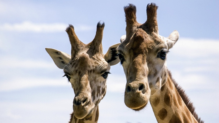 Taronga Zoo