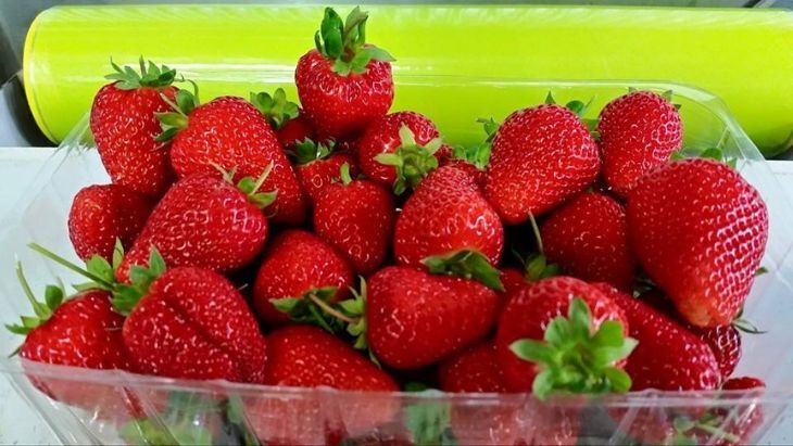 Strawberry picking near Melbourne