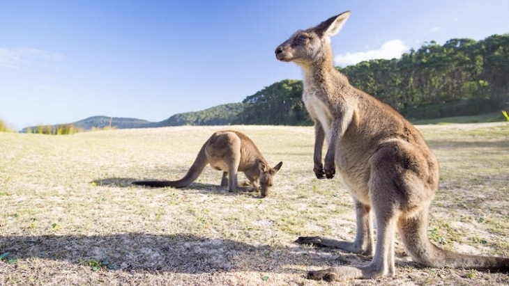 Kangaroos at Pebbly Beach