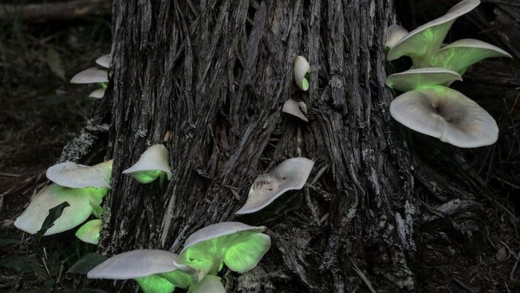 Glowing Mushrooms