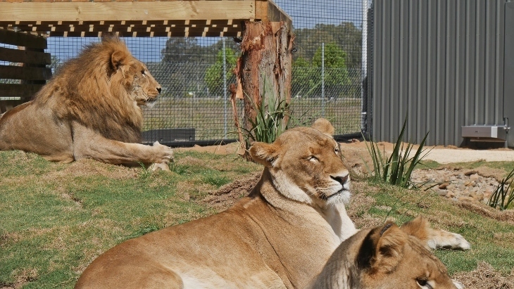 Animal activities and petting zoos in Sydney