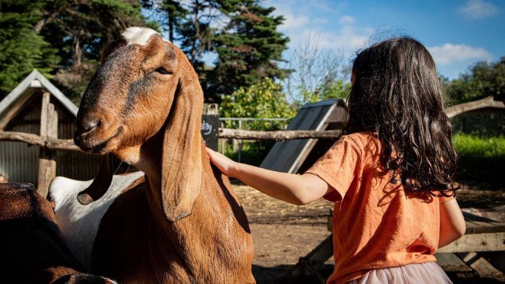 Collingwood Children's Farm Parties