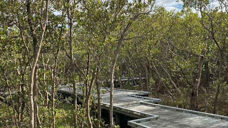 Badu Mangroves