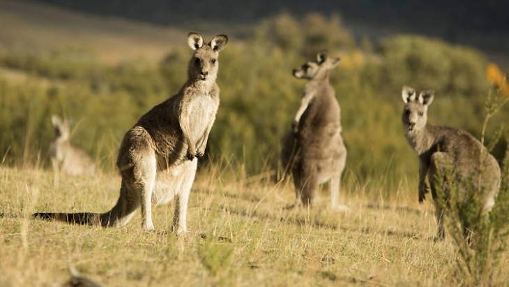 Tidbinbilla Nature Reserve