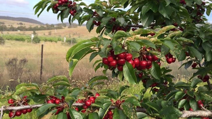 Fruit picking in Canberra