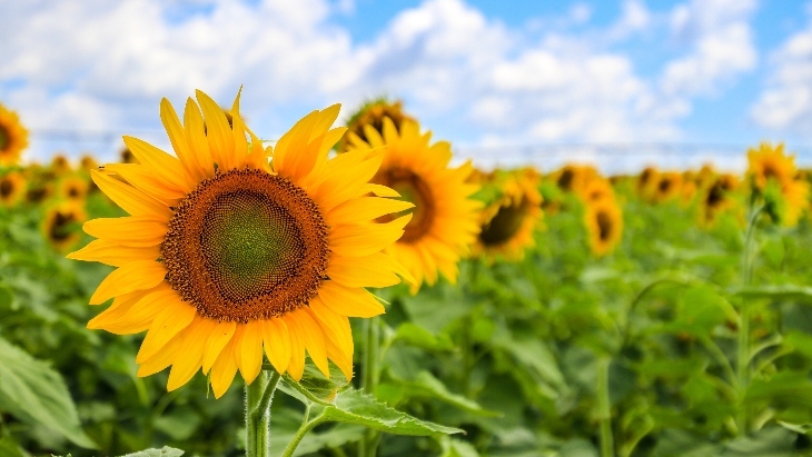 Kalbar Sunflower Festival