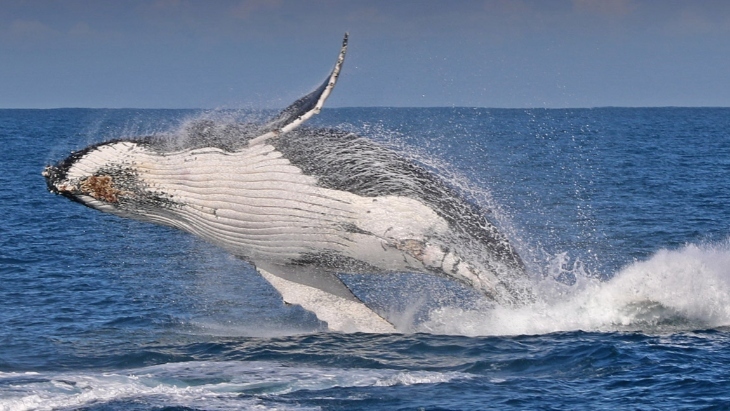 Whale watching in Victoria