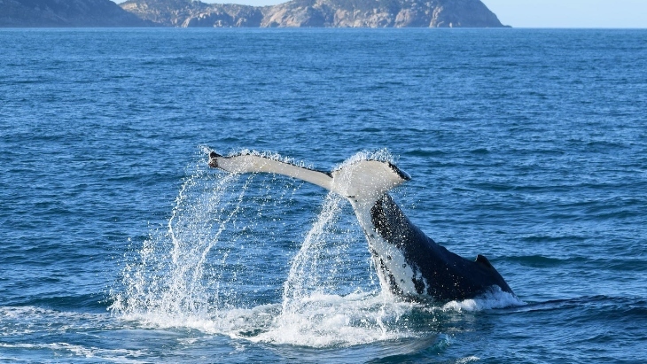 Whale watching in Victoria