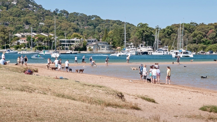 The best dog beaches in Sydney