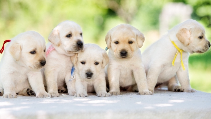 Sydney's Guide Dogs Pop-Up Cafe