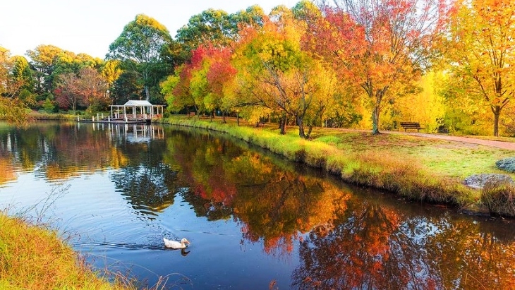 Autumn colours in Sydney