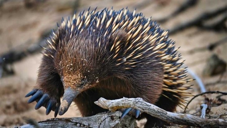 Australian Walkabout Wildlife Sanctuary