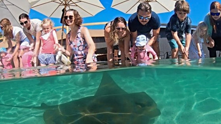 Stingray Cuddles and Shallow Water Experience